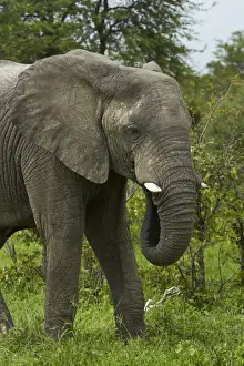 Pachyderm Prints: DDE-90019110