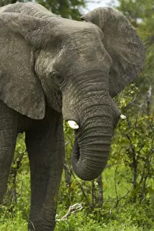 Pachyderm Prints: DDE-90019111