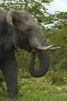 Pachyderm Prints: DDE-90019112