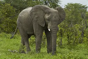 Pachyderm Prints: DDE-90019113