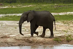 Pachyderm Prints: DDE-90019114