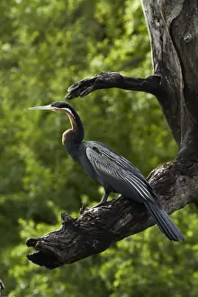 Snakebird Prints: DDE-90019118