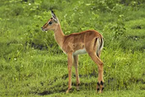 Kasane Prints: DDE-90019120