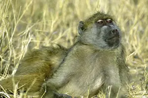 Chobe Prints: DDE-90019268