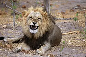 Snarling Prints: DDE-90019275