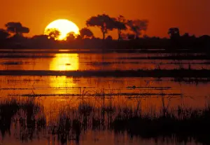 Okavango Prints: DDE-90019311