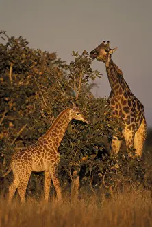Okavango Prints: DDE-90019345