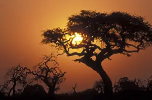 Okavango Prints: DDE-90019348