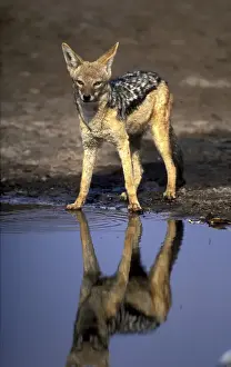 Okavango Prints: DDE-90019369