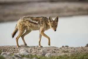 Jackal Prints: DDE-90019396