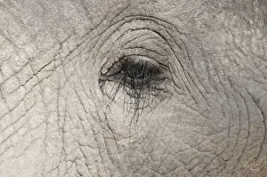 Okavango Prints: DDE-90019403