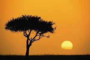Sunrise Prints: DDE-90019464