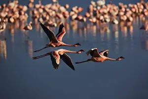 Trio Prints: DDE-90019465