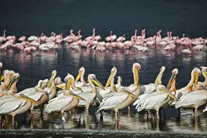Pelecanus Prints: DDE-90019466