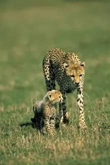 Predatory Prints: DDE-90019480