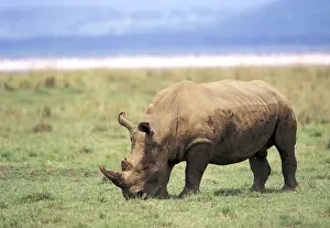 Rhino Prints: DDE-90019484