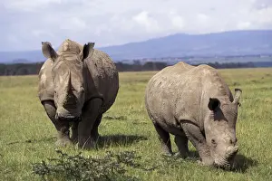 Rhino Prints: DDE-90019485