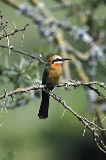 Thorn Prints: DDE-90019486