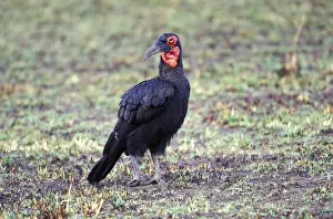 Bucorvus Prints: DDE-90019497