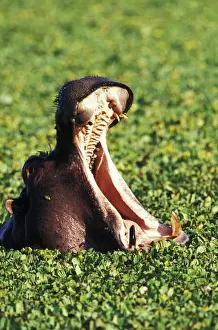 Yawn Prints: DDE-90019499