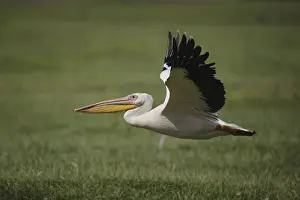 Pelecanus Prints: DDE-90019533