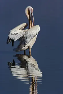 Pelecanus Prints: DDE-90019535