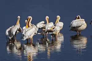 Pelecanus Prints: DDE-90019536