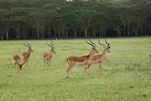 Aepyceros Prints: DDE-90019539