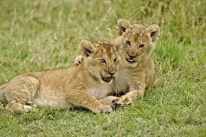 Sibling Prints: DDE-90019555