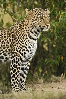 Predatory Prints: DDE-90019589