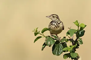Rufous Prints: DDE-90019594