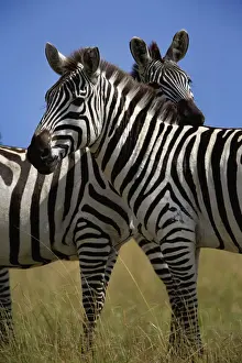Burchelli Prints: DDE-90019597