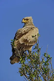 Aquila Prints: DDE-90019612