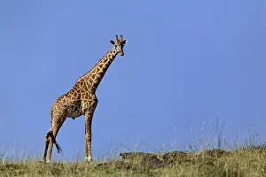 Tallest Prints: DDE-90019617
