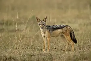 Jackal Prints: DDE-90019632