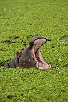 Amphibius Prints: DDE-90019633