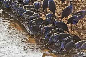 Guineafowl Prints: DDE-90019642