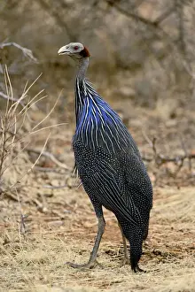 Guineafowl Prints: DDE-90019645