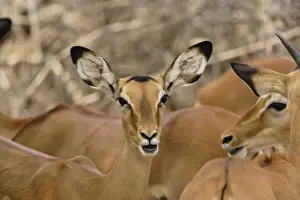 Aepyceros Prints: DDE-90019646