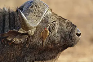 Oxpecker Prints: DDE-90019655