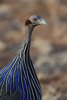 Guineafowl Prints: DDE-90019658