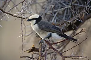 Shrike Prints: DDE-90019663