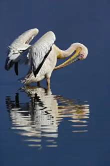 Pelecanus Prints: DDE-90019666