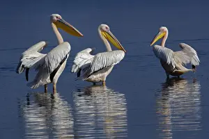 Pelecanus Prints: DDE-90019667