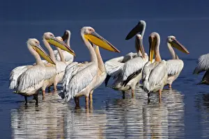 Pelecanus Prints: DDE-90019668