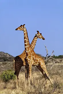 Reticulated Prints: DDE-90019678