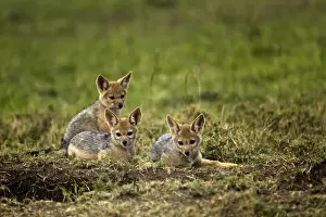Jackal Prints: DDE-90019704