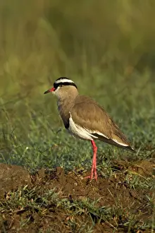 Plover Prints: DDE-90019721