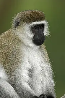 Vervet Prints: DDE-90019737