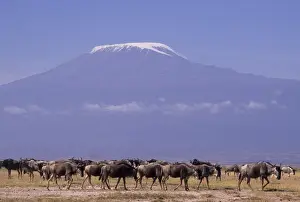 Amboseli Prints: DDE-90019763
